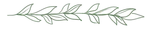 شاخه‌ی زیتون